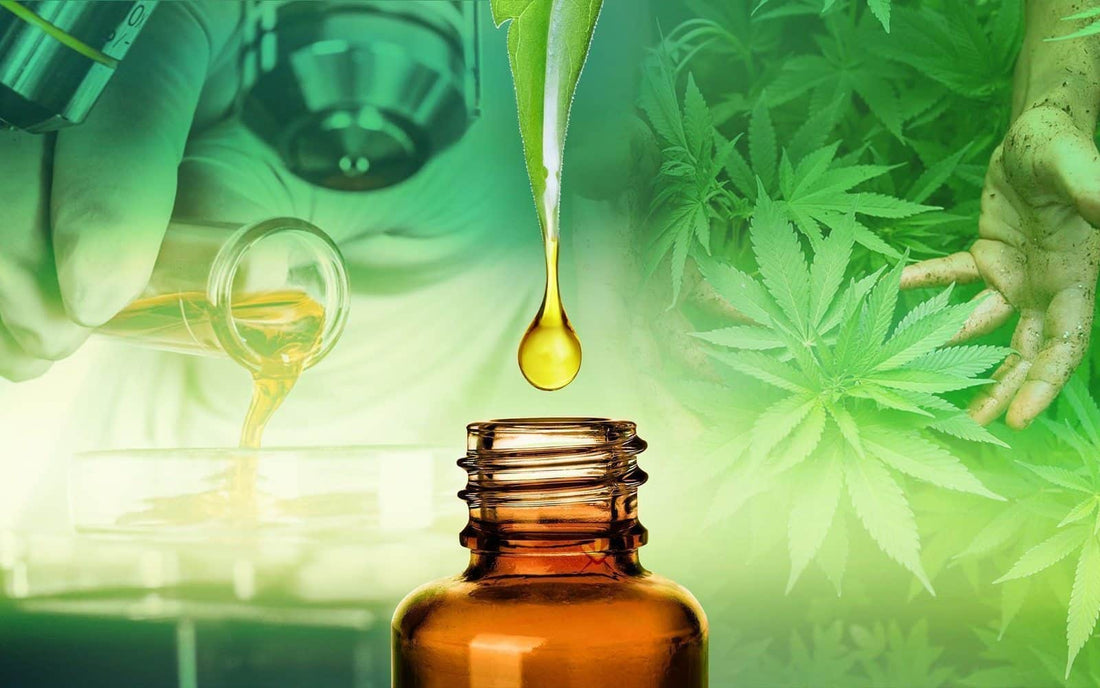 CBD in Food and Beverages